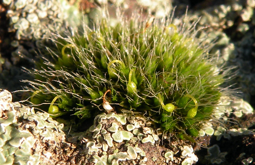 Muschi identificati con Dryades?